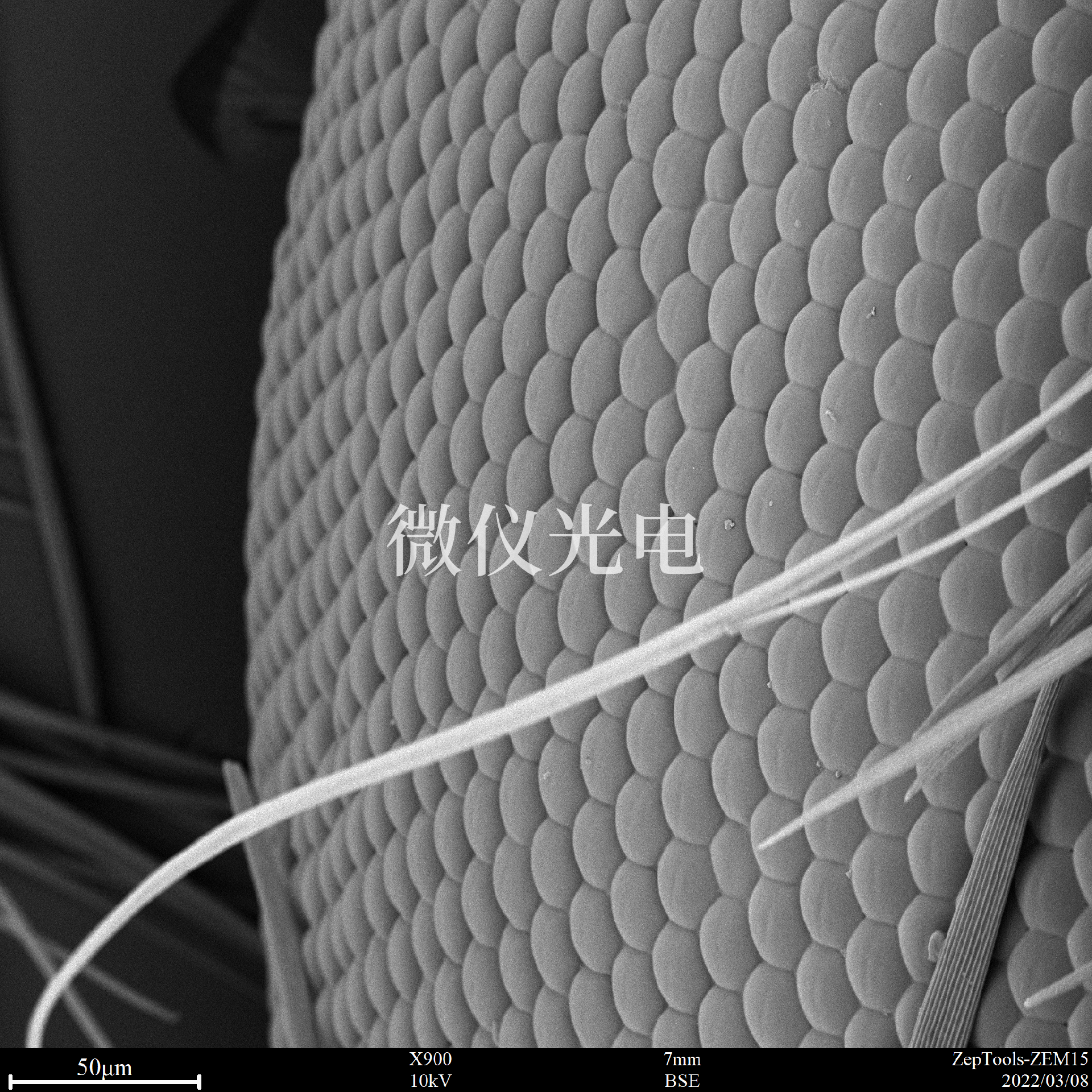 1663118242777209.png 掃描電鏡下的昆蟲.png